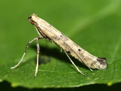 Caloptilia populetorum