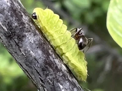Celastrina (Celastrina) argiolus