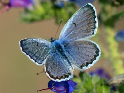 Pseudophilotes vicrama