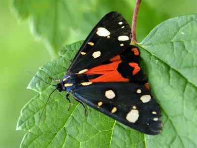 Callimorpha dominula