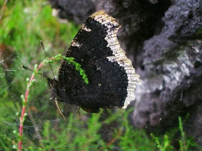 Nymphalis (Nymphalis) antiopa