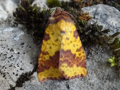 Xanthia (Xanthia) togata