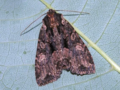 Mniotype satura