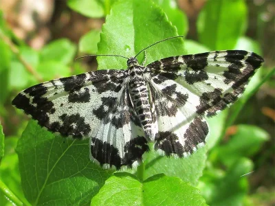 Rheumaptera hastata