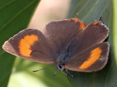 Thecla betulae