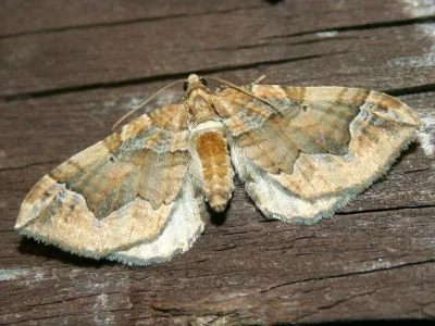 Pelurga comitata