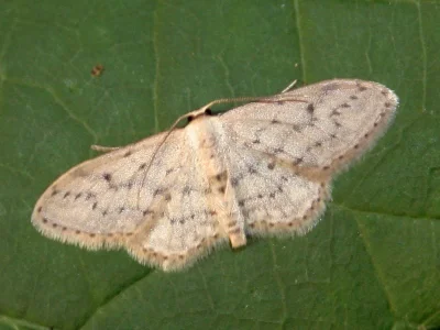 Idaea seriata