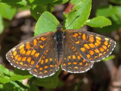 Melitaea (Mellicta) athalia