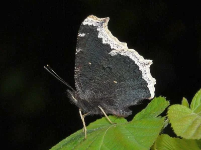 Nymphalis (Nymphalis) antiopa