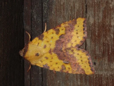 Xanthia (Xanthia) togata