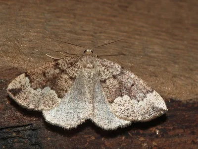 Pungeleria capreolaria