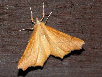 Ennomos (Deuteronomos) erosaria