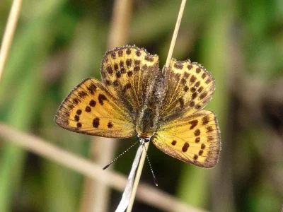 Lycaena (Heodes) virgaureae