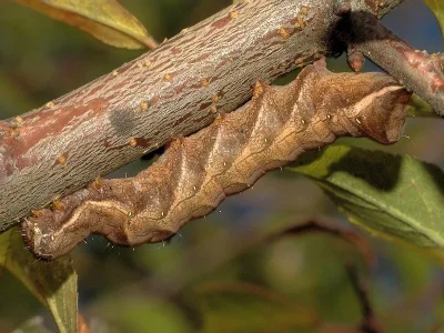 Melanchra persicariae