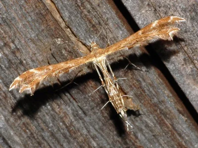 Oxyptilus distans