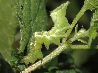 Abrostola triplasia