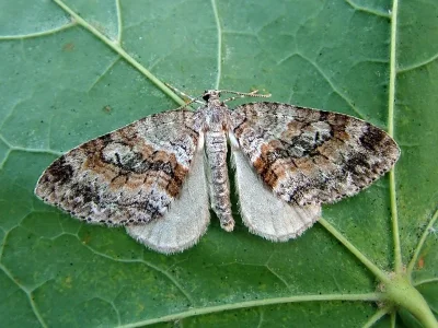 Nothocasis sertata