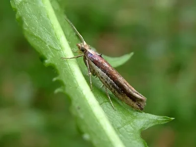 Ypsolopha parenthesella