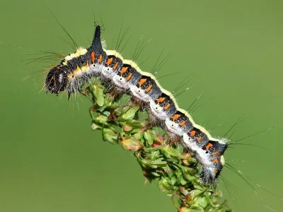 Acronicta (Triaena) psi