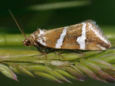 Deltote bankiana