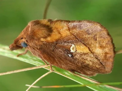 Euthrix potatoria