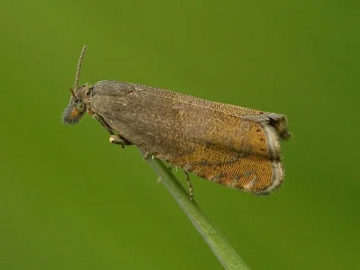 Dichrorampha plumbagana