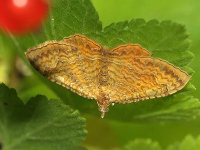 Camptogramma bilineata