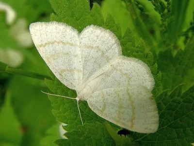 Cabera exanthemata