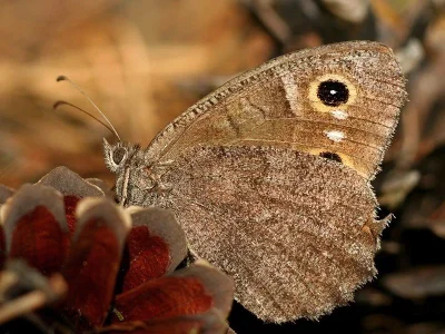 Hipparchia (Neohipparchia) statilinus