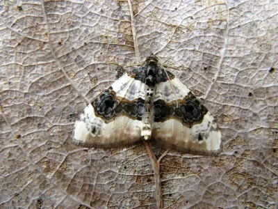 Cosmorhoe ocellata