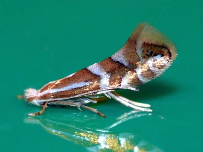 Phyllonorycter cavella