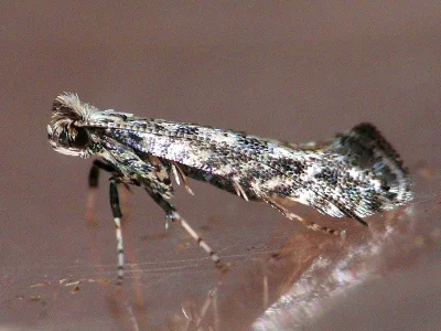 Parornix devoniella