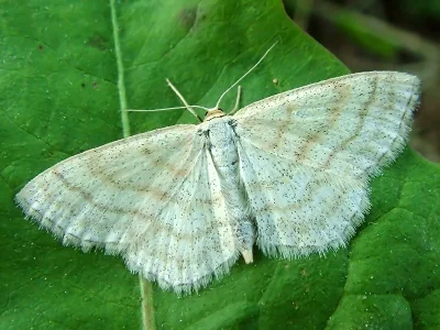 Scopula (Ustocidalia) ternata