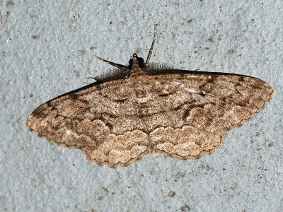 Peribatodes secundaria