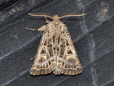 Tholera decimalis