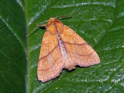 Tiliacea citrago