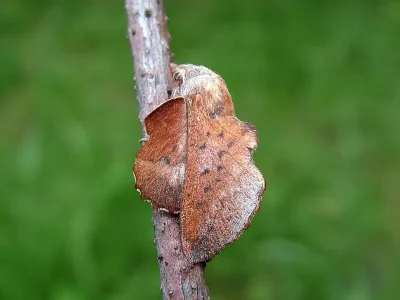 Phyllodesma (Phyllodesma) tremulifolia