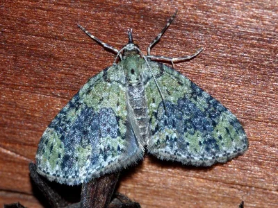 Acasis viretata