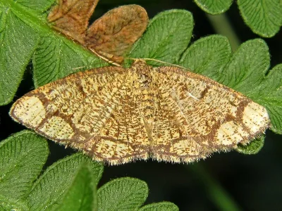 Stegania cararia