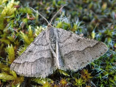 Isturgia murinaria