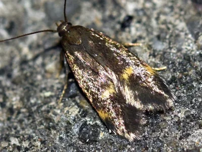Borkhausenia minutella