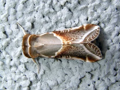 Habrosyne pyritoides