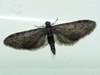 Eupithecia unedonata