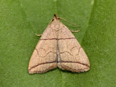 Herminia grisealis