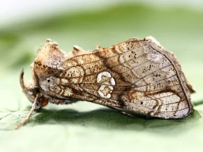Polychrysia moneta