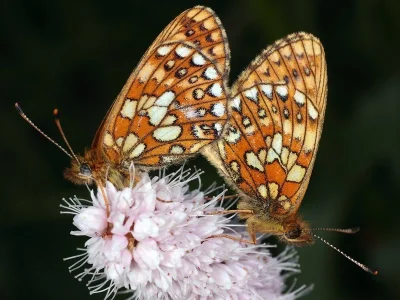 Boloria (Proclossiana) eunomia