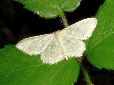 Idaea subsericeata
