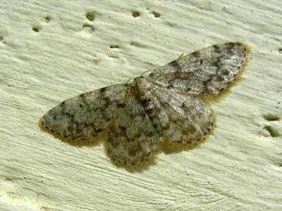 Idaea contiguaria