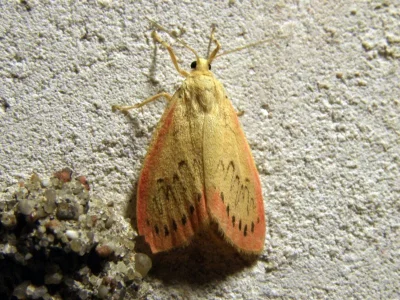 Miltochrista miniata