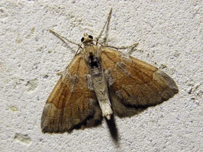 Thera obeliscata